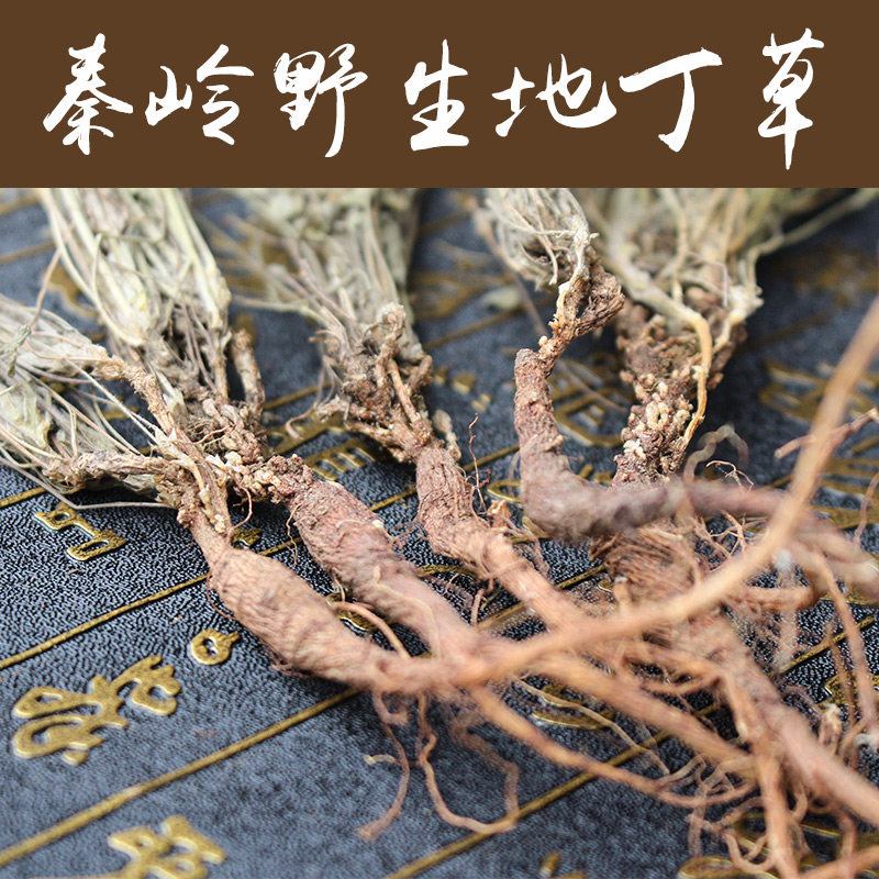 丁草野生生地纯天然无污染沂蒙山甜地丁鸡老鼠布袋其他药食同源食品