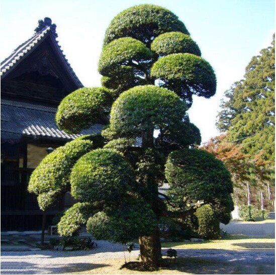 美人松树苗-特价促销-优惠券领取-价格|多少钱|什么