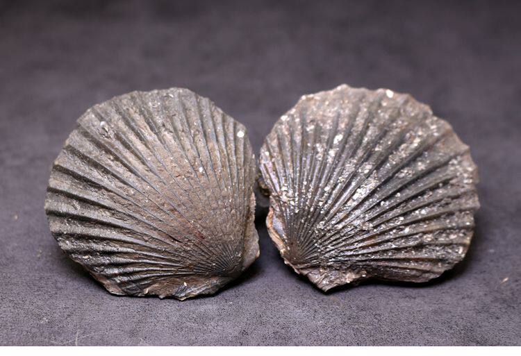 化石标本天然扇贝摩洛哥贝壳摆件教学双壳观赏摆件