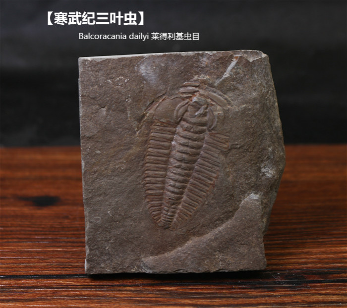 利基化石天然莱得三叶虫摆件裸石奇石中华莱德摆件