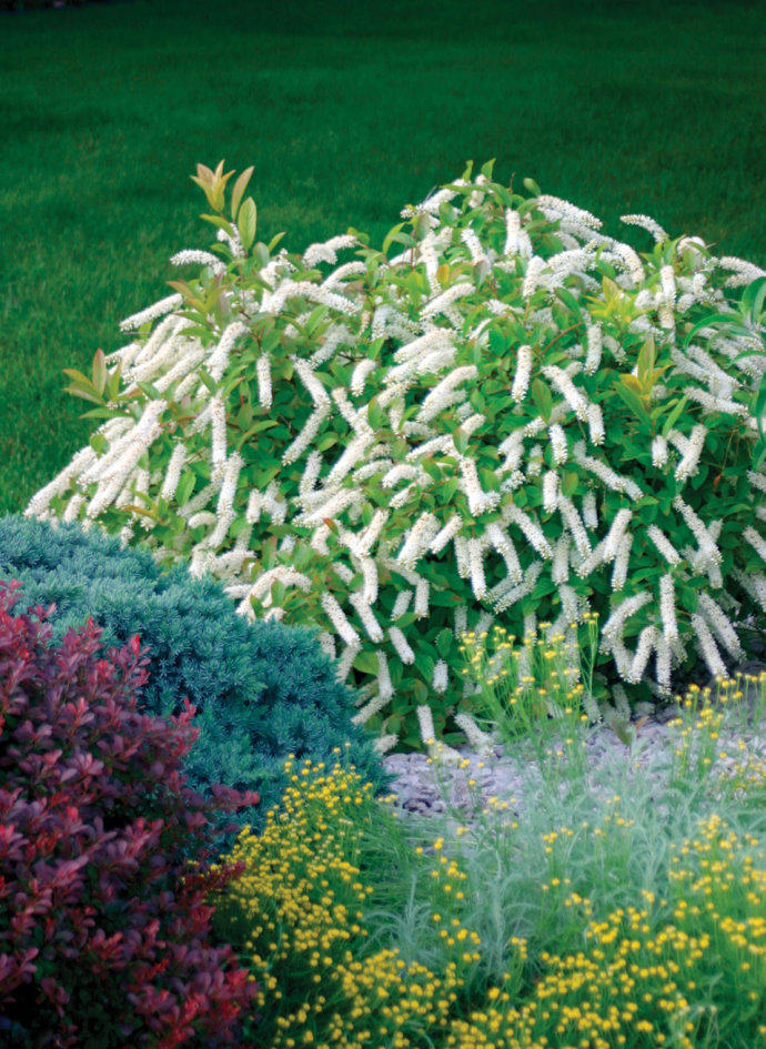 花灌木(花灌木类植物有哪些)