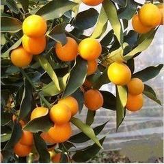 盆栽金桔 春节观赏花卉盆栽 年宵花卉 金橘子三年以上带果