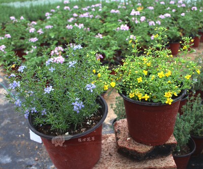 香地肤苗 芳香地肤 小短裙黄色蓝色哈密瓜 哈密瓜香味 多年生常绿