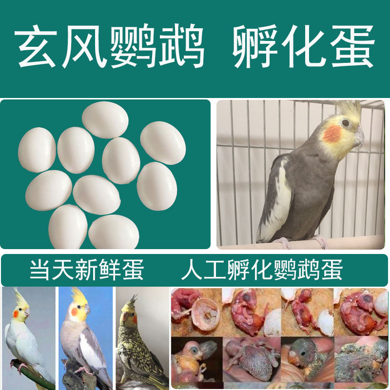 鹦鹉玄凤受精蛋鹦鹉蛋玄凤蛋手养说话鹦鹉可孵化鸟蛋鸟蛋套餐包邮