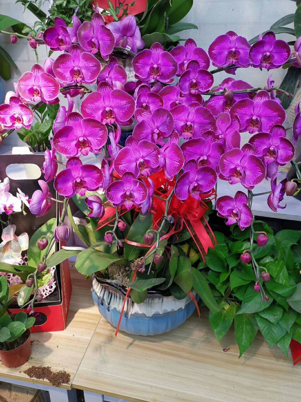 花卉蝴蝶兰盆栽栽花10株实拍真花上海同城速递时令草本花卉