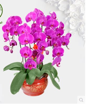 新年花卉送花礼品蝴蝶蝴蝶兰兰花6株盆栽年宵时令草本花卉