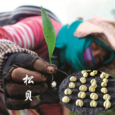 50g包邮 四川阿坝野生无硫川贝母野生松贝可打川贝粉非平贝中药材