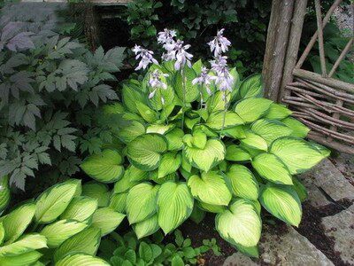 【吞吞的花园】加仑玉簪 观叶植物容易 耐阴耐热耐寒包邮花卉庭院