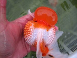 皇冠珍珠金鱼图片