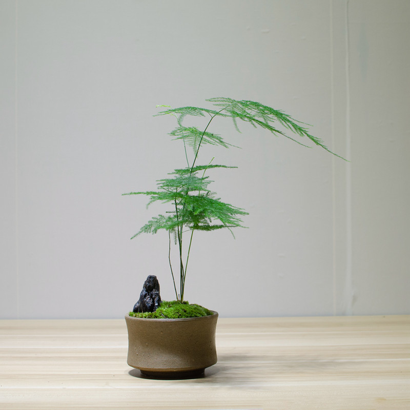 文竹附石盆栽植物茶室办公室书房绿植花卉盆栽盆景四季常青小盆栽