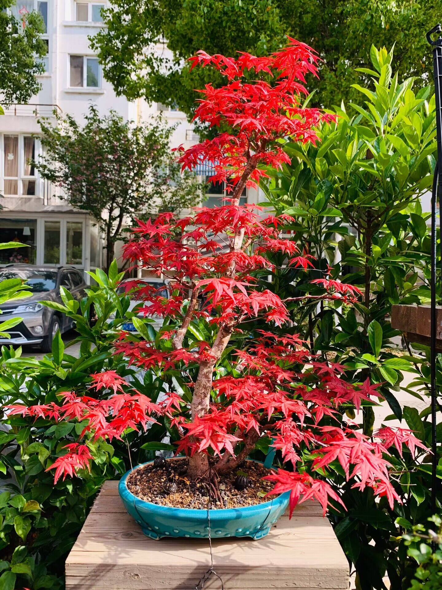 红枫盆景造型(红枫盆景造型制作视频)