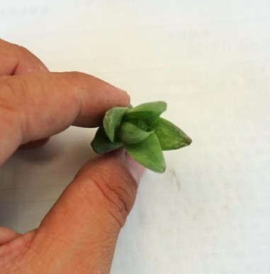 多肉植物組合盆栽【京之華側芽沒根】綠植園藝花卉吸甲醛防輻射在類目 鮮花速遞/花卉仿真/綠植園藝, 花卉/綠植盆栽(新), 綠植中 - 來自Buy2taobao.com提供專業的淘寶代購服務