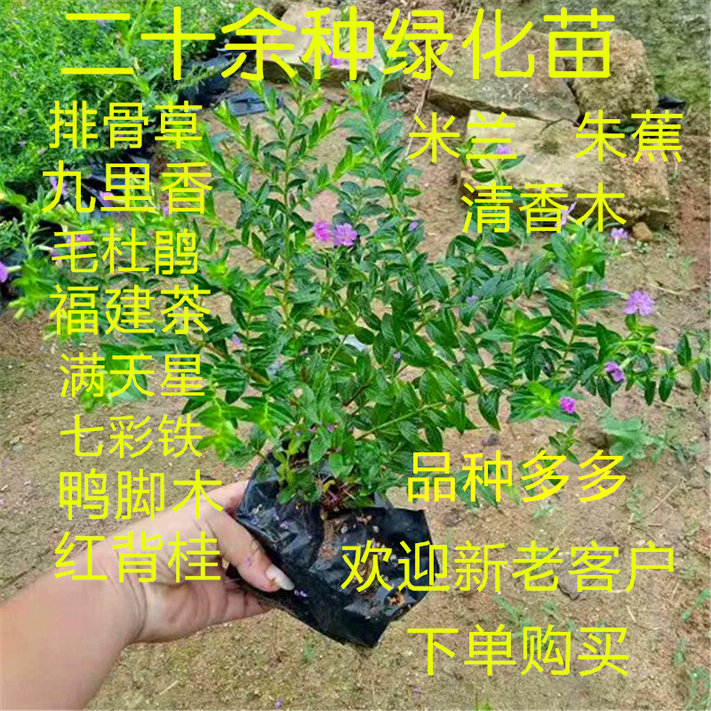工程三角梅小苗鸭脚木琴叶榕满天星花叶姜福建茶等地被绿化苗零卖|ruв категории доставка цветов/цветок моделирования/растения садоводства, цветок/растения в горшках (новый), растения - от Buy2taobao.com для оказания профессиональной услуги покупки агента Taobao