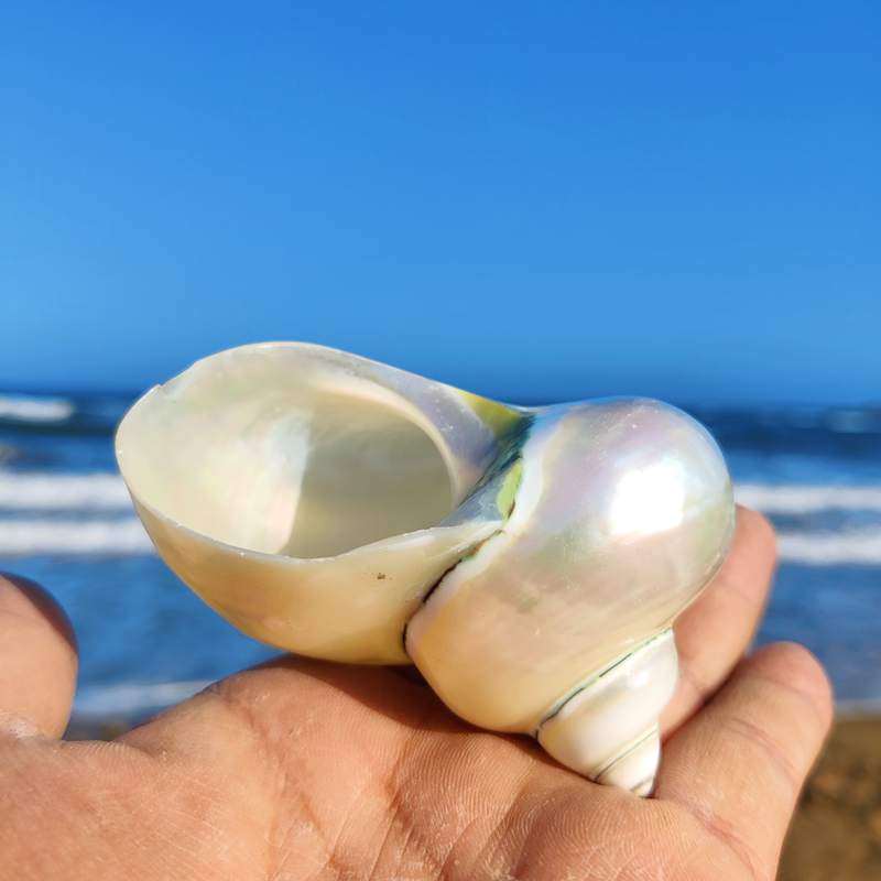 月光螺品牌排名前10位