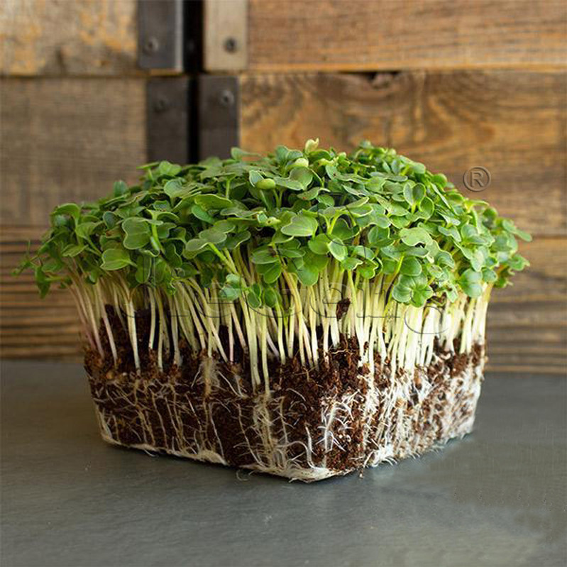樱桃萝卜种子 苗菜 微型蔬菜 radish champion microgreens seeds