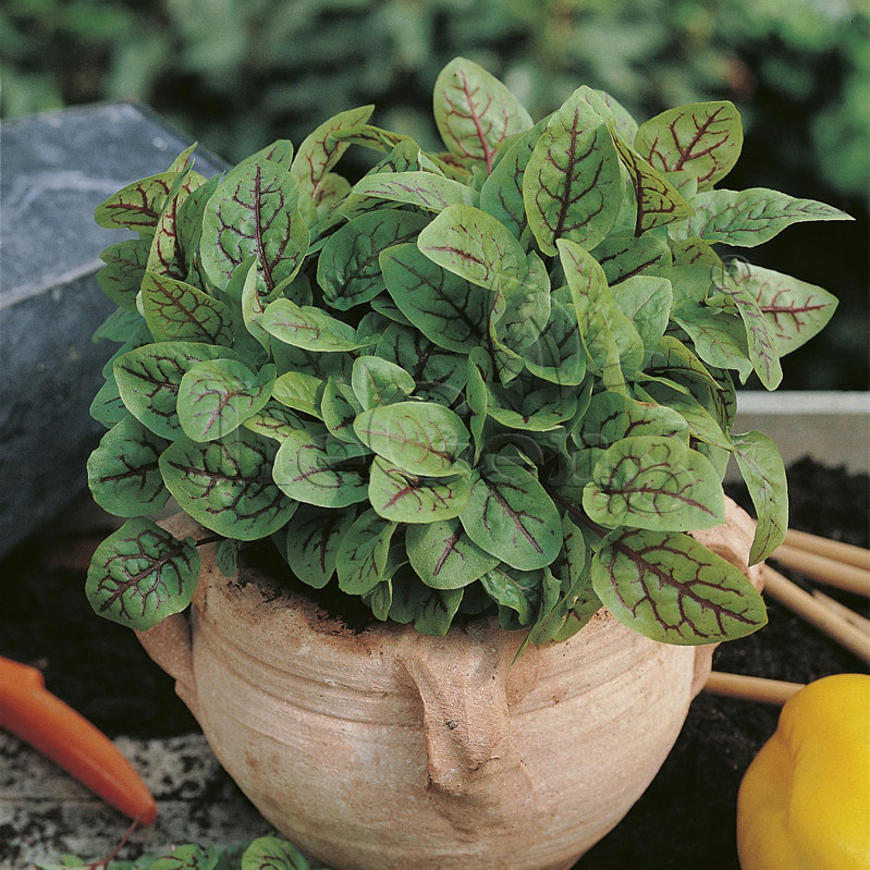 红脉酸模种子 红丝酸模 红柄酸模 西餐摆盘沙拉蔬菜香草种子 特菜