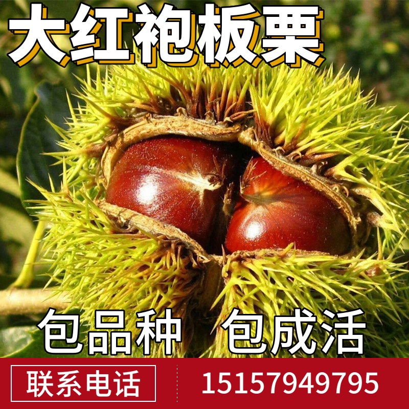 大红袍板栗树苗南北方庭院地栽种植特大阳台盆栽嫁接果树当年结果