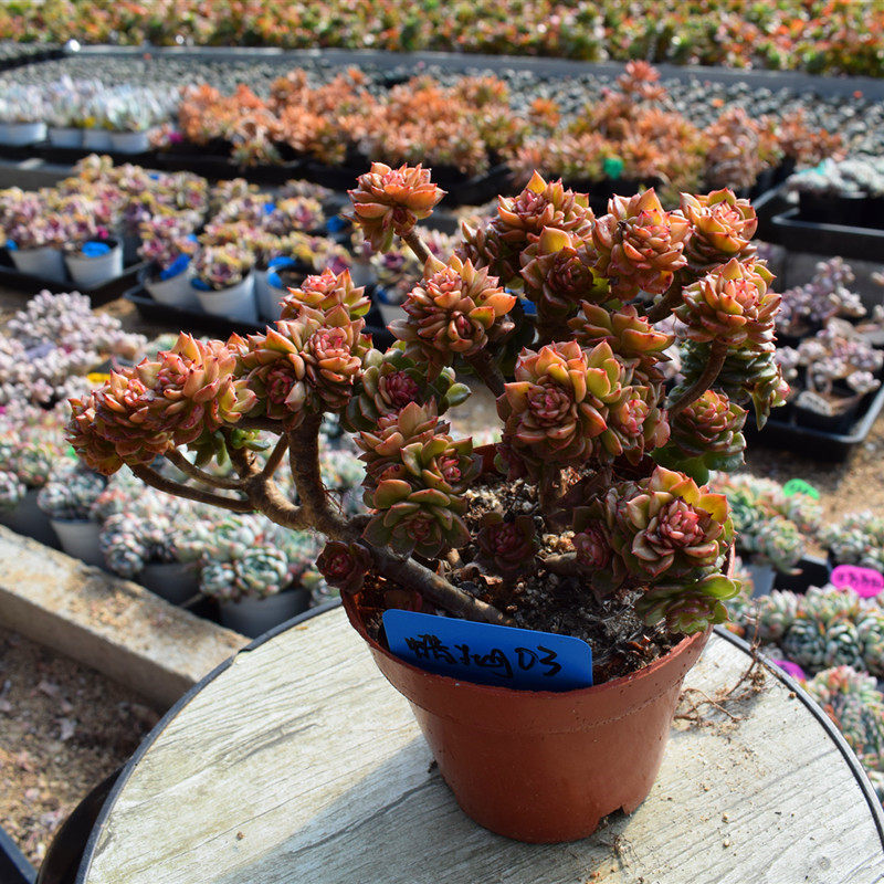 一物一拍多肉植物蜡牡丹控养状态老桩悬崖桩造型桩多多花房包邮