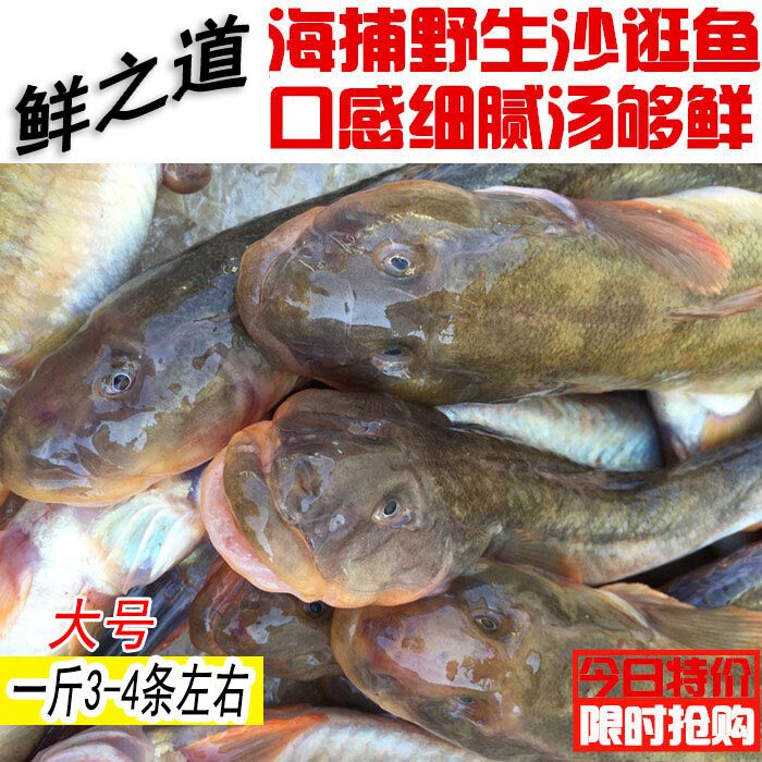 大号野生鲜活沙光鱼连云港海鲜新鲜沙逛鱼小龙鱼鲶鱼赛龙王扔巴鱼