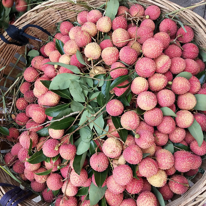 沙窝萝卜的土壤是贵妃荔枝的树土_杨贵妃荔枝_杨韩杨贵妃