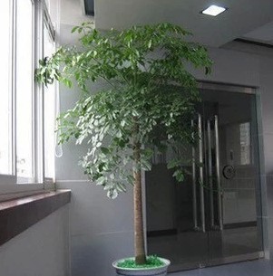 【花香园景】幸福树平安树办公室大型植物 绿植花卉盆栽观叶盆景