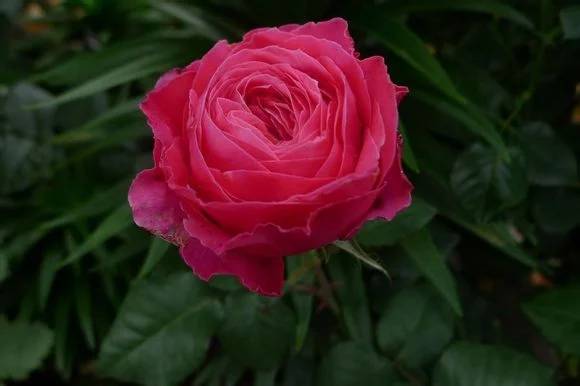 日本月季花苗新款浓香型红桃女王多头勤花抗病性好带土发货包对版