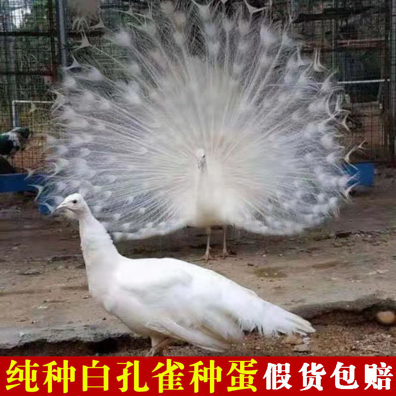 白孔雀蛋受精种蛋可孵化纯种白孔雀苗非蓝孔雀花孔雀种蛋假货包赔