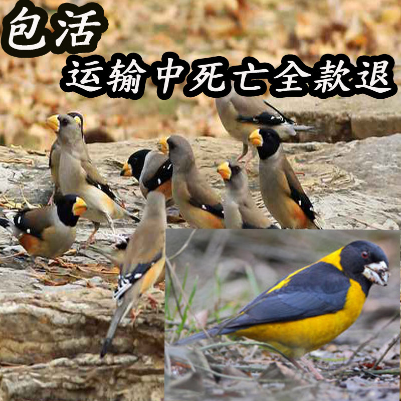 活体蜡嘴鸟 铜嘴包头皂儿 皂花子鸟 黑尾梧桐黑头蜡嘴鸟 熟鸟