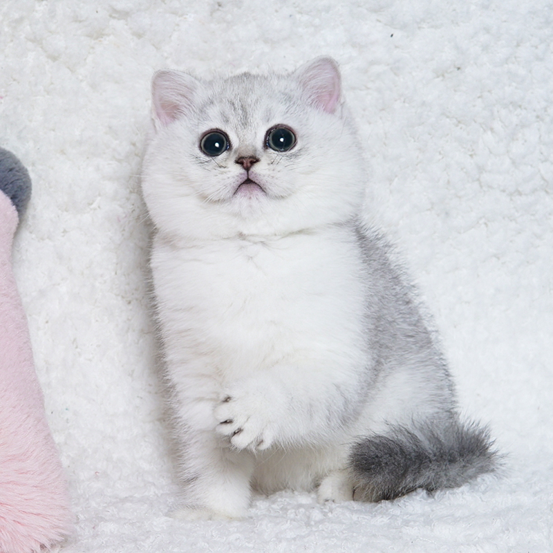 银渐层纯种英短长毛幼猫银点宠物上海铲屎公社猫咪