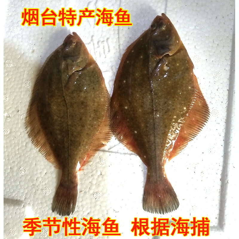 小偏口鱼新鲜高眼鱼鲜活鼓眼鱼小嘴鱼蝶鱼偏口鱼豆鼓鱼比目鱼海鱼在类目 水产肉类/新鲜蔬果/熟食, 海鲜/水产品/制品, 海鲜鱼类, 鲽鱼中 - 来自Buy2taobao.com提供专业的淘宝代购服务