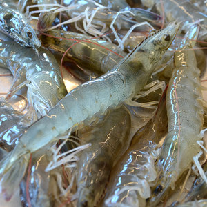 明虾鲜活包邮图片
