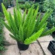 四季狐尾天门冬盆栽阳台庭院花园植物四季绿植苗花镜耐寒耐热带土
