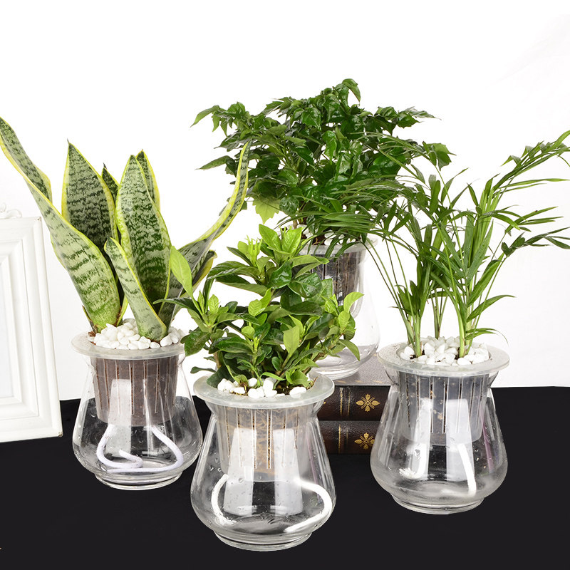 发财树绿萝水培植物盆栽花卉室内绿植栀子花办公室盆景吊兰铜钱草