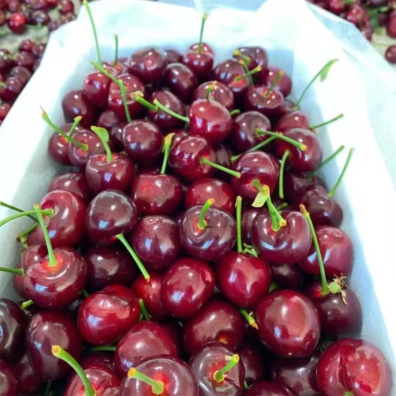 车厘子现货-特价促销-优惠券领取-价格|多少钱|什么牌子好-35优惠券