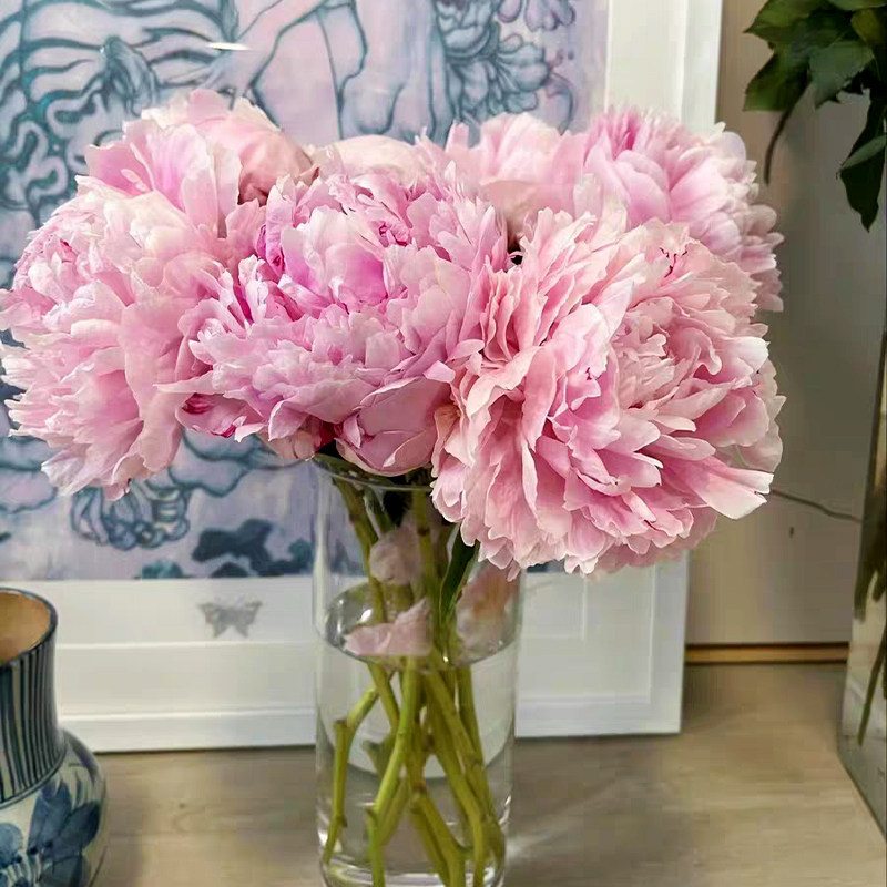 芍药鲜花重瓣云南昆明基地直发鲜切花束家庭水养插花养花鲜花花材