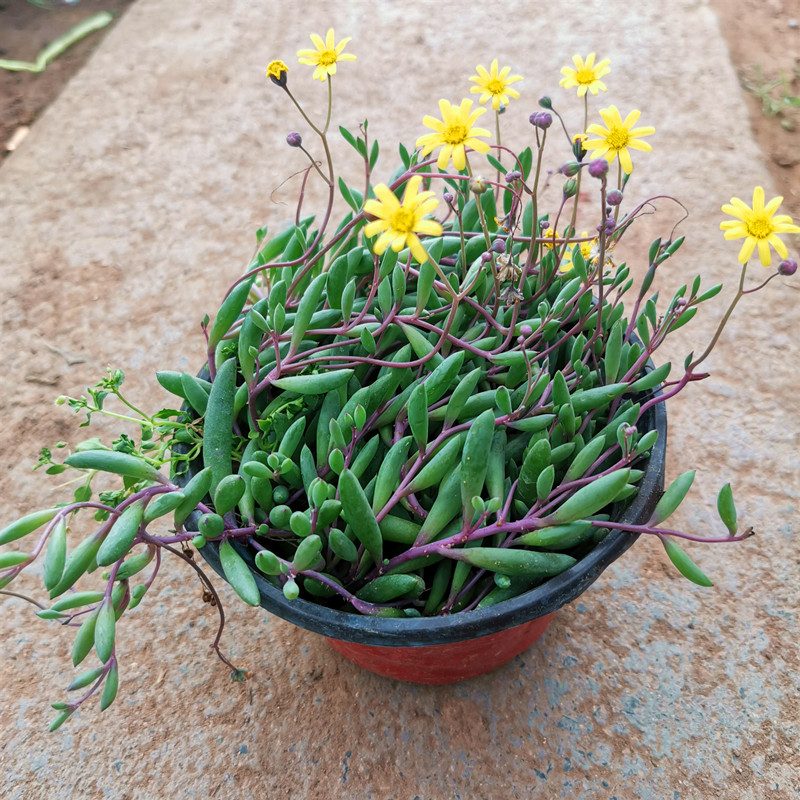多肉植物紫玄月吊兰花卉植物室内盆栽情人泪桃美人桃蛋玉露雪莲