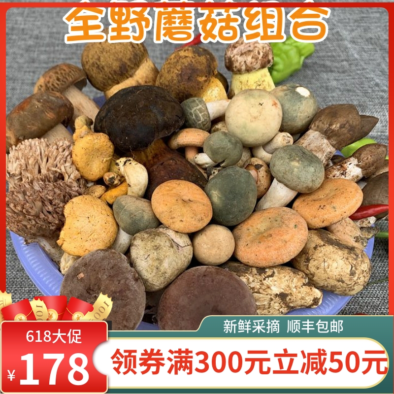 新鲜野生菌组合蘑菇2斤牛肝菌云南特