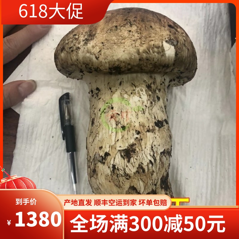 现货冰冻特大松茸500g云南精品香