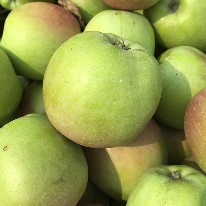 正宗老式印度青苹果老树新鲜水果10斤带箱包邮印冬丑萍果农家脆甜