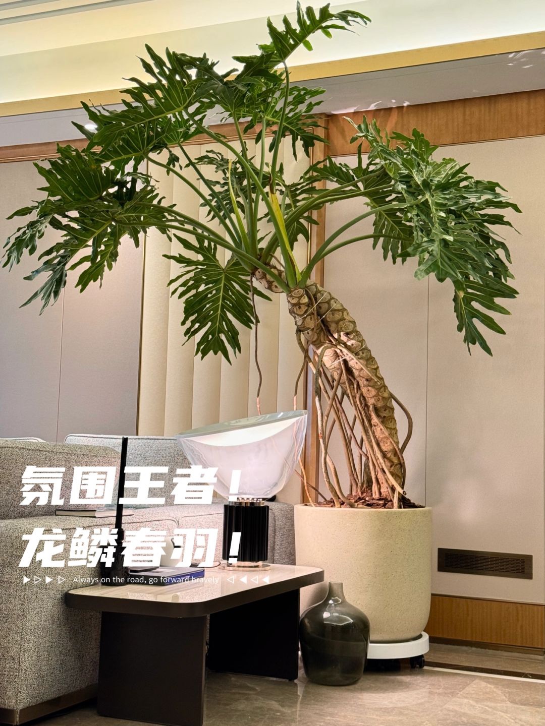 龙鳞春羽老桩绿植盆栽室内大型绿植办