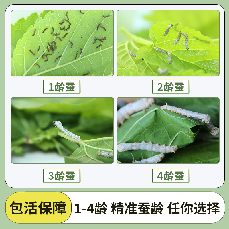 【耕耘严选】蚕宝宝活体天然彩茧蚕大小蚕1-4龄可选送饲养盒包活