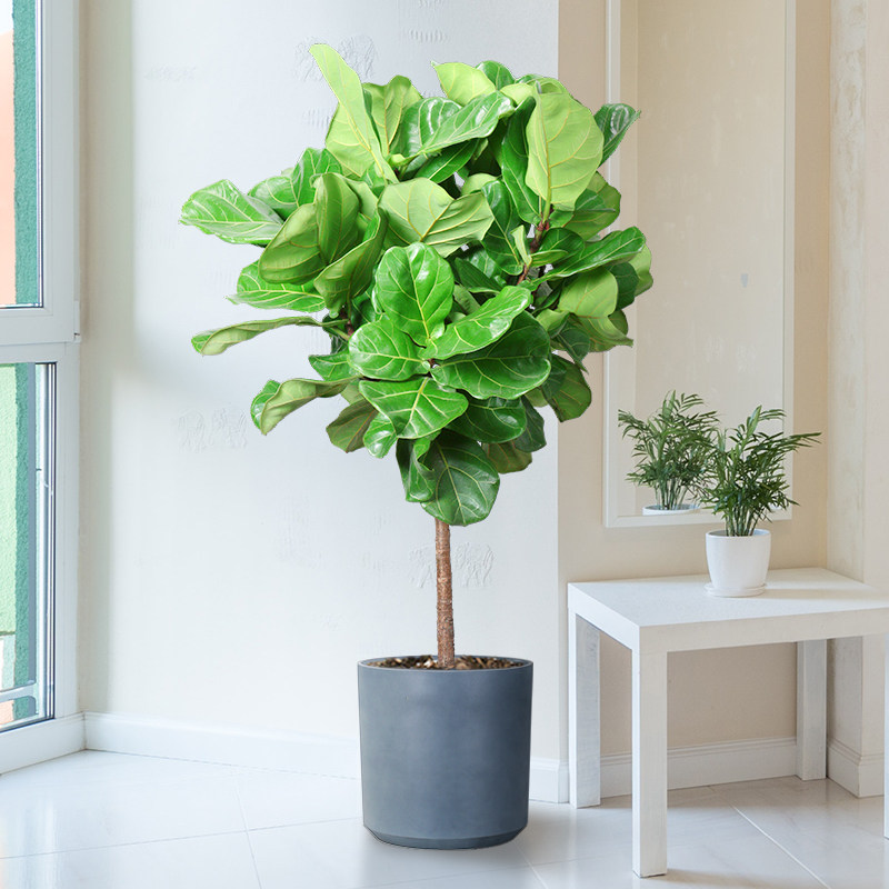 琴叶榕盆栽室内大型植物客厅
