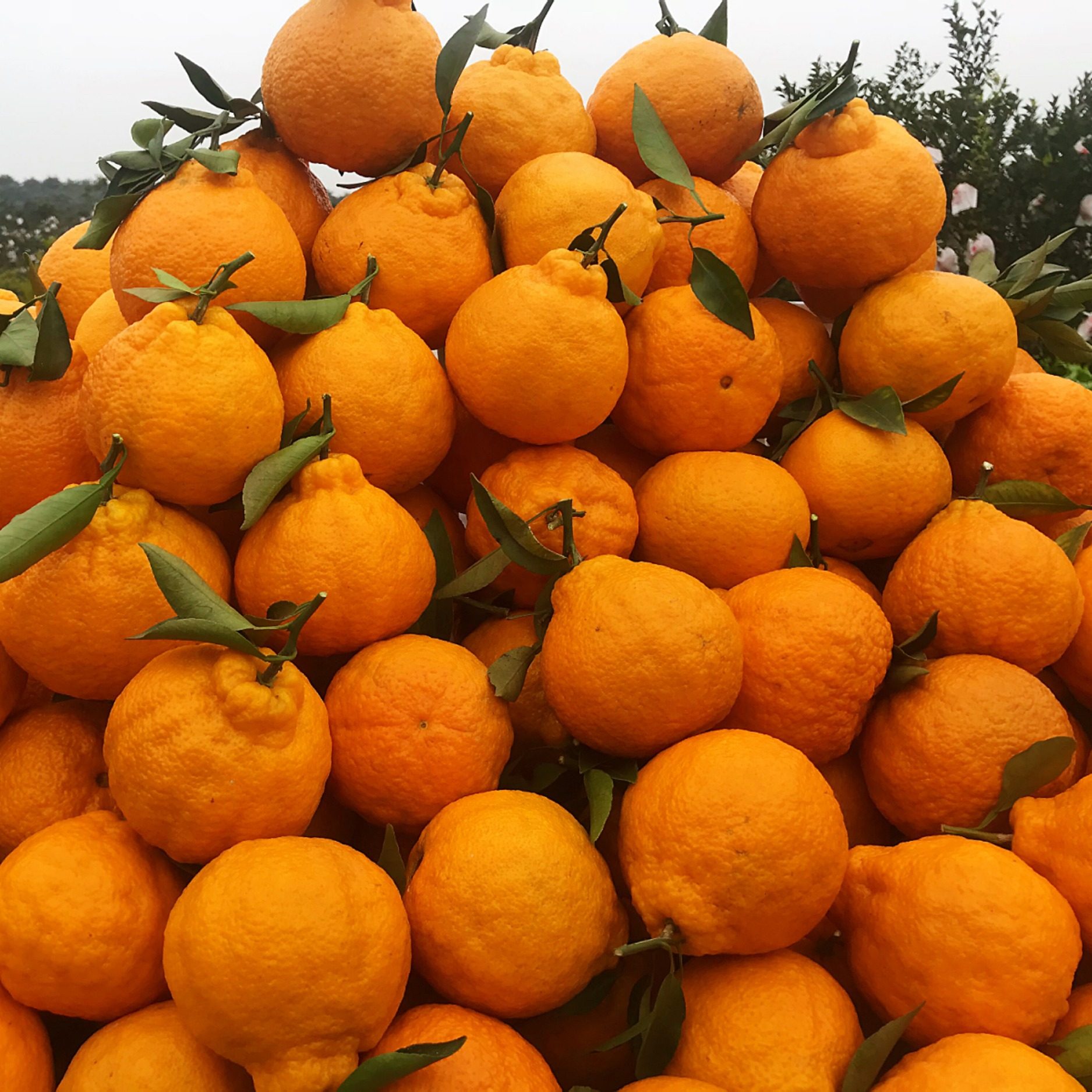 林家店子 鲜果汇的优惠券大全—四川不知火丑橘带叶新鲜水果当季整箱