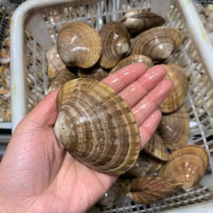 上海闪送海鲜水产 油贝海贝 鲜活黄油贝 黄贝 活鲜 同城顺丰