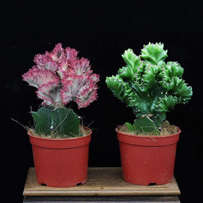 麒麟植物大额优惠券