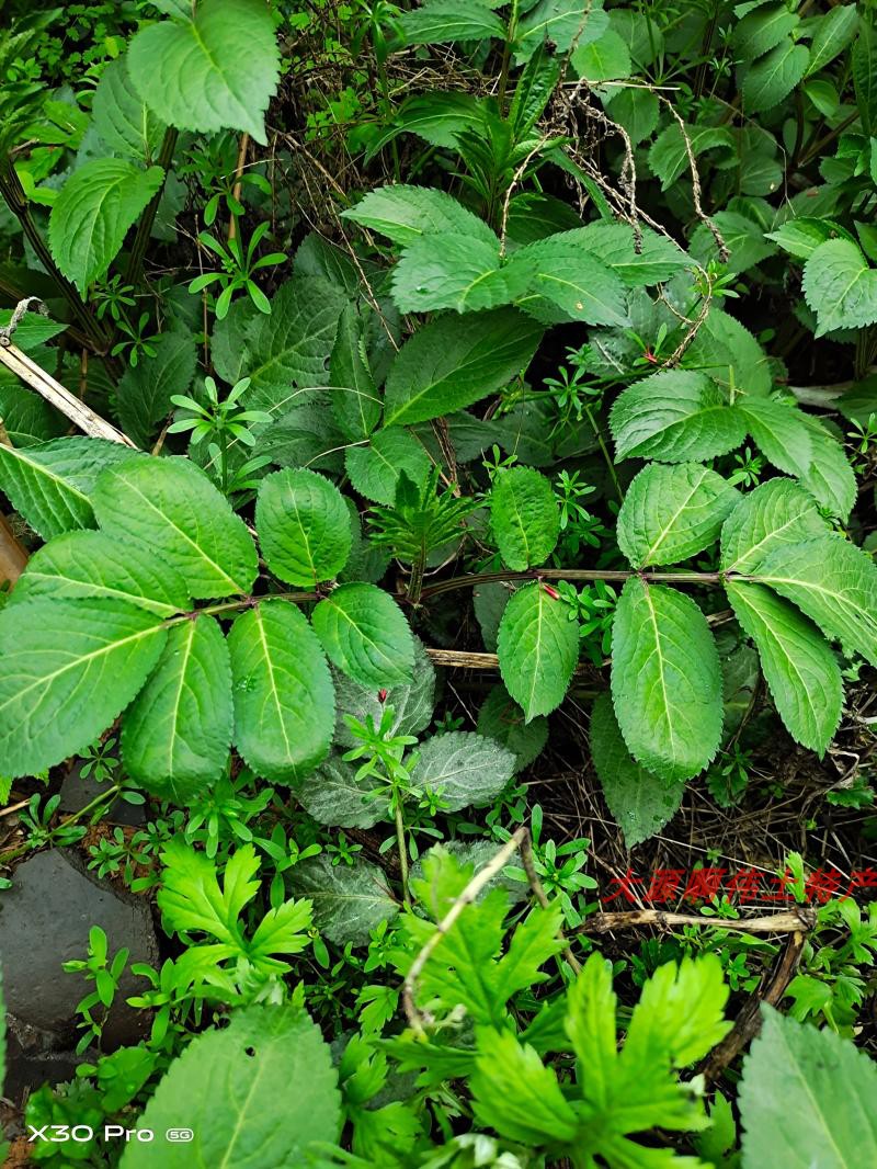 新鲜接骨草中草药关节痛跌打扭伤骨伤药材小接骨丹陆英八棱麻