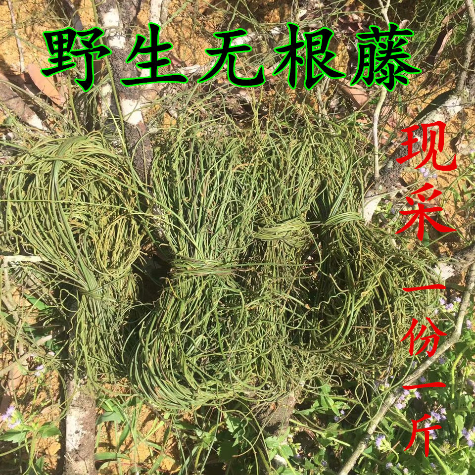 无根藤草的功效图片