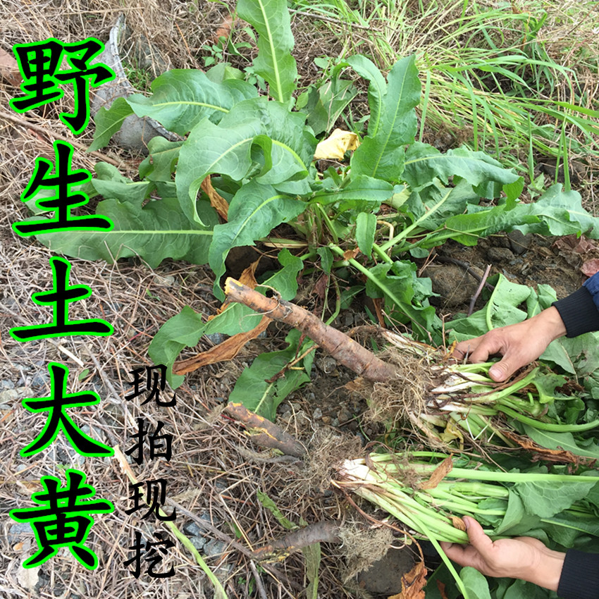 牛耳大黄根 羊蹄根 化雪莲 雪三七 金不换 土大黄根 野生新鲜