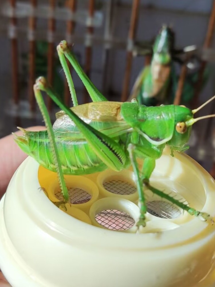 包邮蝈蝈活体人工蝈蝈新蜕蝈蝈 养殖蝈蝈 铁皮 山青 蛐蛐蚂蚱叫驴