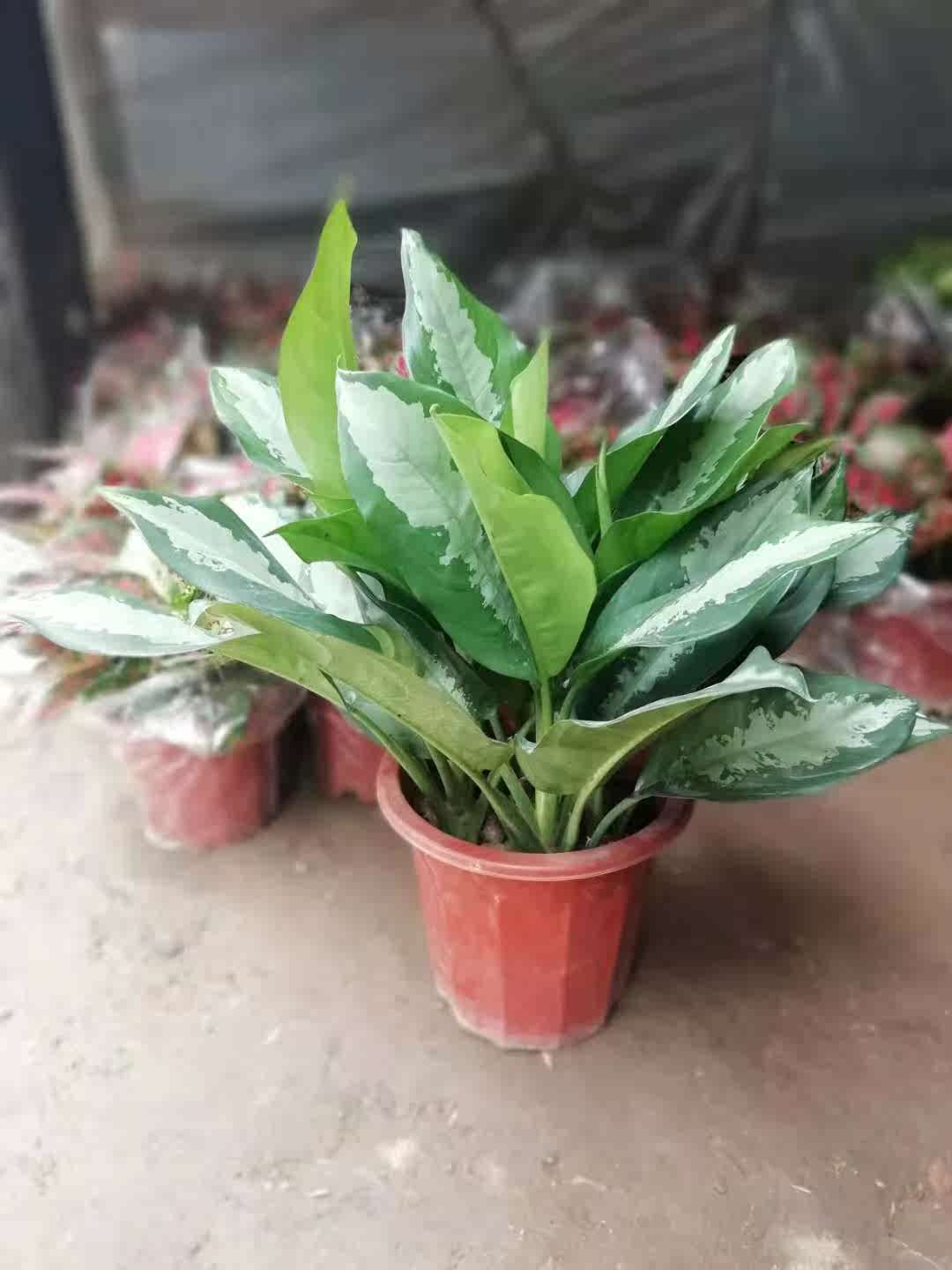 雅丽皇后花卉盆栽除甲醛吸味植物中型绿植新居刚装修耐阴好养包邮